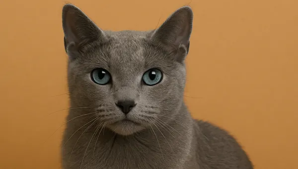 Russian Blue kedi ırkı