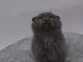 Scottish Fold yavrular Ücretsiz sahiplendirme