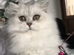 Full Şecereli British Longhair dişi ve erkek yavrular