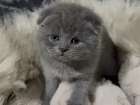 SCOTTİSH FOLD BLUE DİŞİ YAVRUMUZ