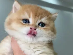 Safkan golden cinsi british Shorthair