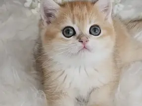 Absolu torunu British Shorthair Safkan Erkek Yavru