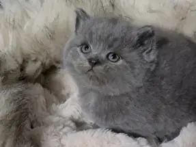 BRİTİSH SHORTHAİR BLUE ERKEK YAVRUMUZ