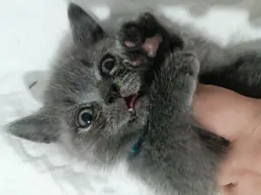 2 aylık British Shorthair Blue yavrular