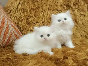 IRK GARANTİLİ CHİNCHİLLA YAVRULAR
