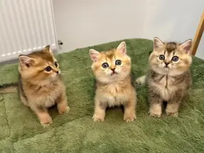 British Shorthair golden yavrular