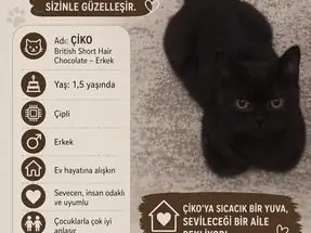 Çikolata rengi British short hair