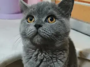 British Shorthair Yavru Kediler