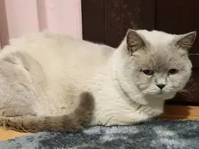 Yetişkin Aktif Damızlık British Shorthair Blue Point Erkek Kedi