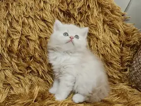 BRİTİSH LONGHAİR ŞAMPANYA ERKEK