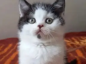 British Shorthair Black Bicolor Erkek Yavrumuz