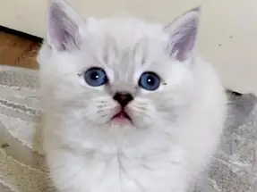 Kalıcı Mavi gözlü blue point