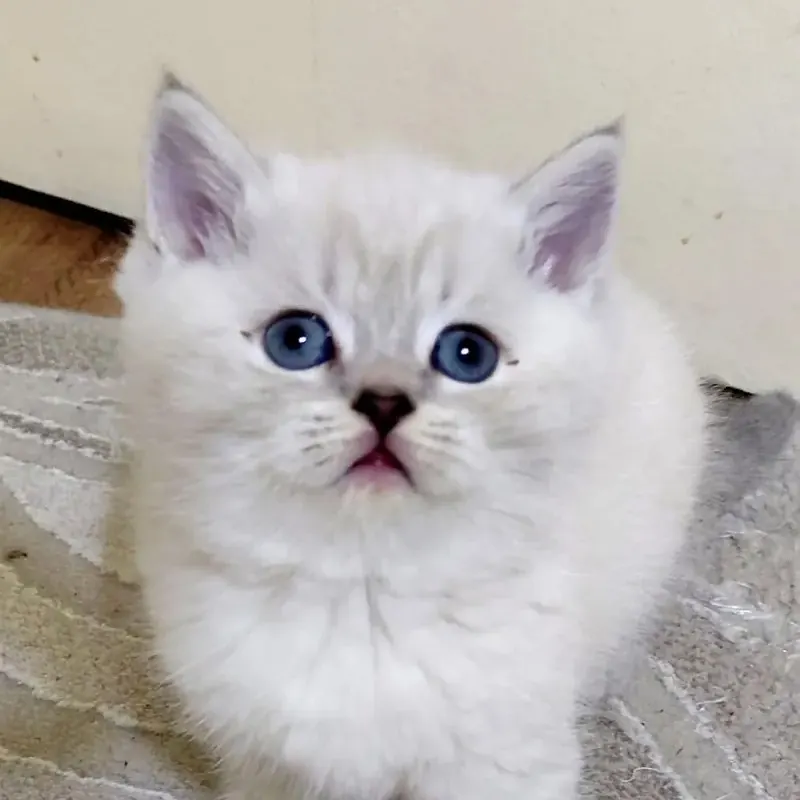 Kalıcı Mavi gözlü blue point