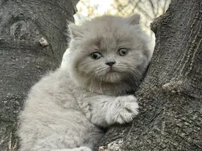 BRİTİSH SHORTHAİR 2 AYLIK LİLAC DİŞİ YAVRU