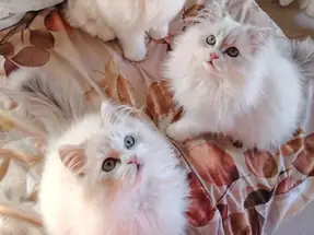 A kalite British Longhair Bebekler