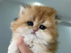 Safkan golden british longhair 