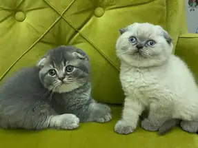 Top kafa ayı surat scottish fold yavrular