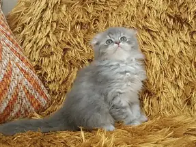 Scottish Fold Longhair Erkek Yavru