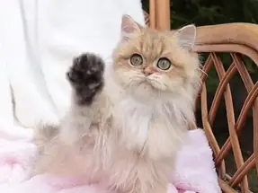 Safkan Golden British Longhair dişi 