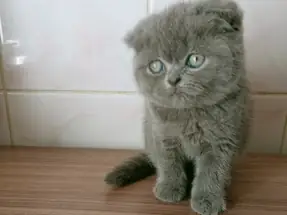 Scottish fold yavrular