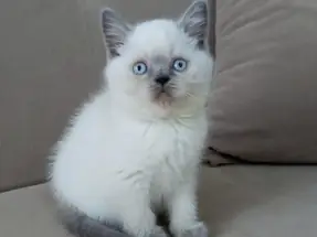 British Shorthair Blue Point dişi yavrumuz