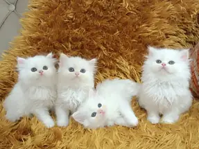 ORJİNAL CHİNCHİLLA YAVRULAR