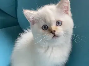 British shorthair top kafa ayı surat erkek yavru