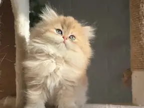 Safkan orijinal British Longhair Dişi yavru