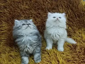 CHİNCHİLLA YAVRULAR