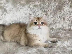 Organik Yavru British Shorthair Longhair Yavrular