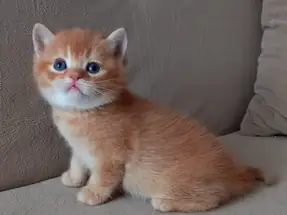 British Shorthair Red Golden yavrular Ücretsiz sahiplendirme
