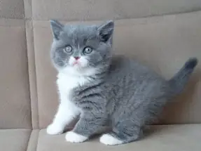 British Shorthair Blue Bicolor Dişi yavrumuz