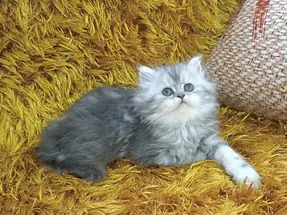 WHİSKAS CHİNCHİLLA DİŞİ YAVRU